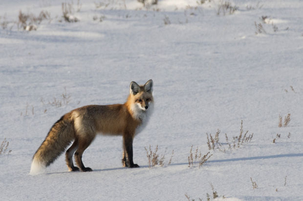 Renard rouge